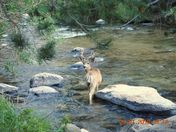 Robinson Creek in bridgeport, ca.