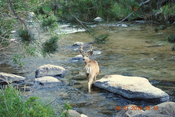 Robinson Creek in bridgeport, ca.