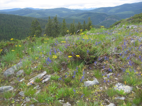 Kootenai National Forest