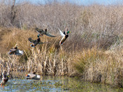 Sacramento National Wildlife Refuge - Llano Seco Unit