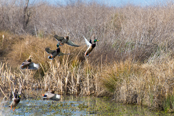 Sacramento National Wildlife Refuge - Llano Seco Unit