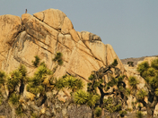 Joshua Tree
