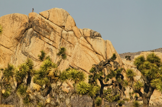 Joshua Tree