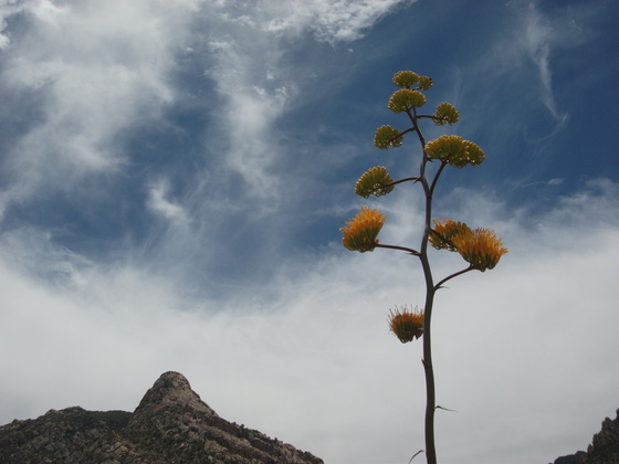 Catalina National Forest