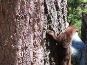 Sequoia National Park
