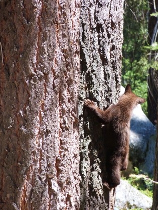 Sequoia National Park