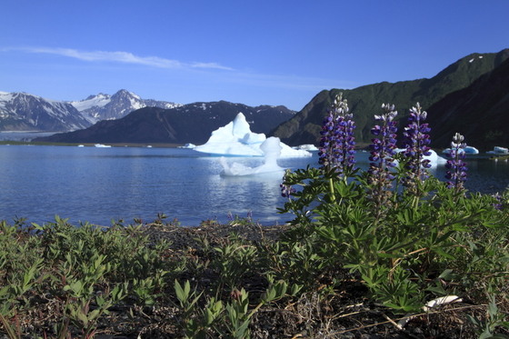 Kenai Fjords National Park
