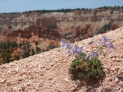 Bryce Canyon