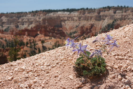Bryce Canyon