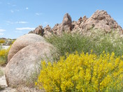 Joshua Trees National Park, California