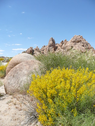 Joshua Trees National Park, California