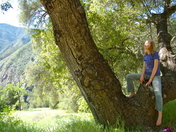 Los Padres National Forest