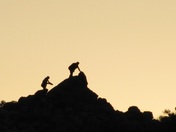 Joshua Tree
