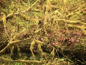 Olympic National Park