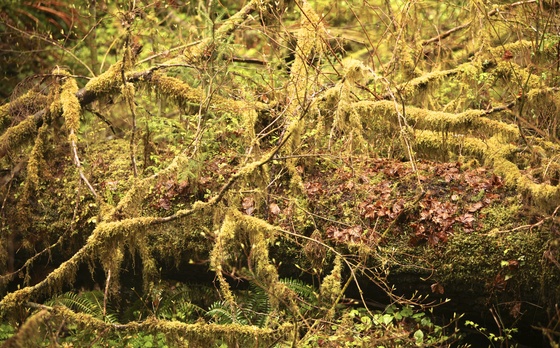 Olympic National Park