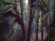 Olympic National Park