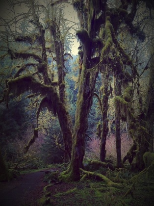 Olympic National Park