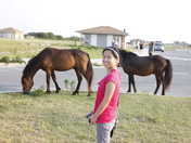 Assateague Island
