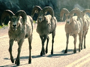 Yellowstone