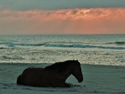 Assateague National Seashore 