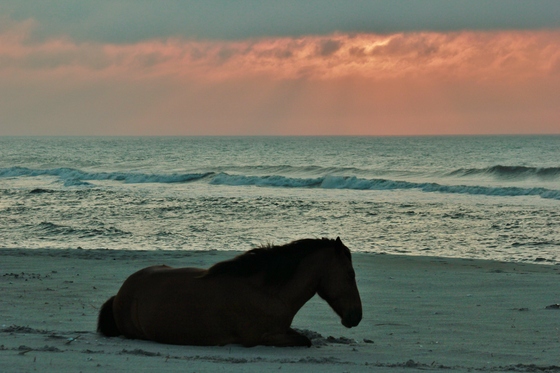 Assateague National Seashore 