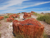 petrified forest nationa park