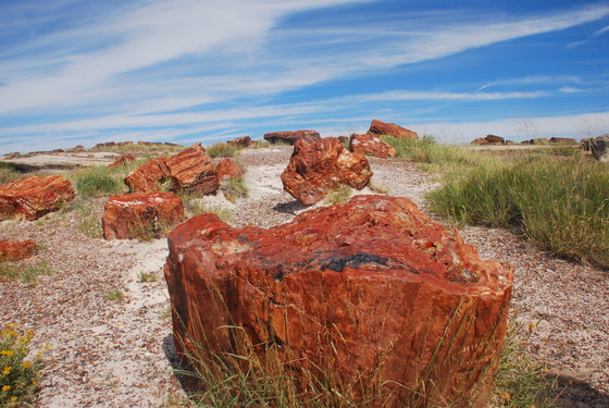 petrified forest nationa park