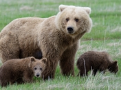 Katmai National Park
