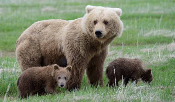 Katmai National Park