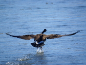Canada goose take off 