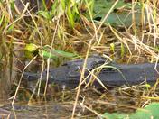 Okefenokee National Wildlife Refuge
