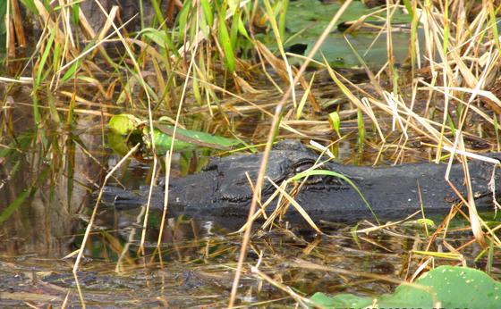 Okefenokee National Wildlife Refuge
