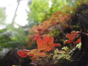 Redwood National Forest