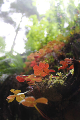 Redwood National Forest