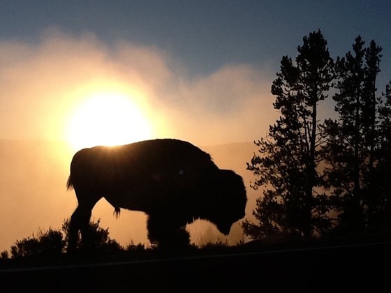 Yellowstone National Park