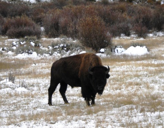 Grand Teton, NP