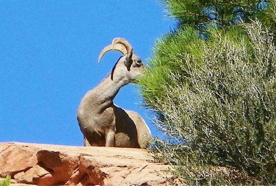 Bryce Canyon Natl Park