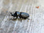 british columbia rhinocerous
