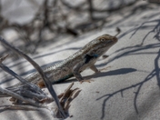 White Sands National Monument