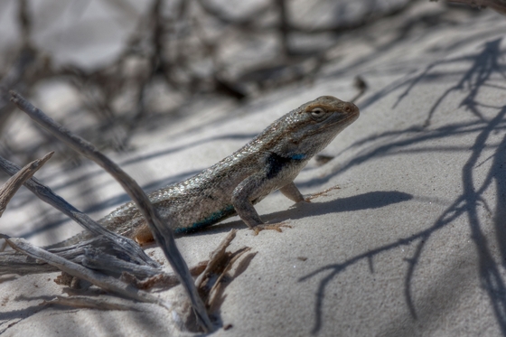 White Sands National Monument