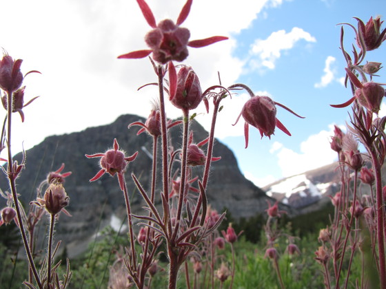 Glacier National Park