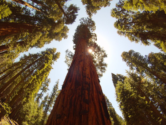 Sequioa Nation Park