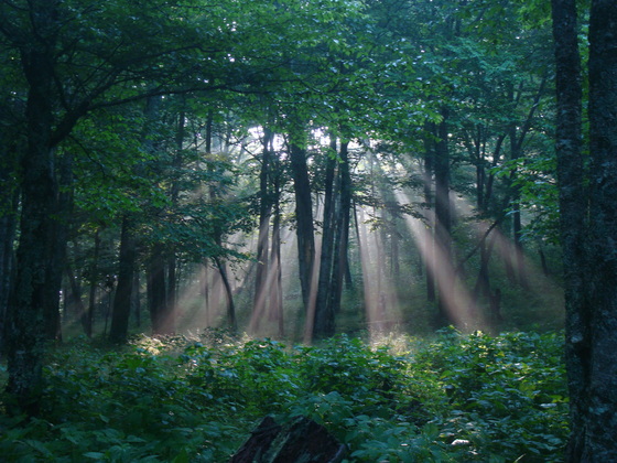 Great Smoky Mountains National Park