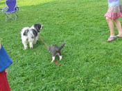 Kitten playing with dog