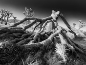 Joshua Tree NP