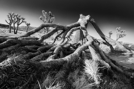 Joshua Tree NP