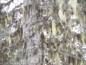 Olympic National Park