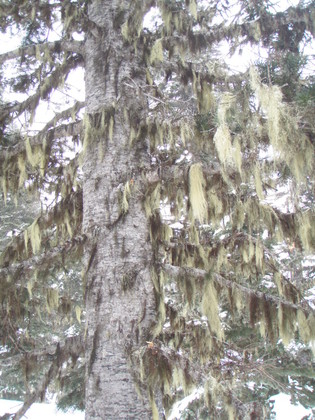 Olympic National Park