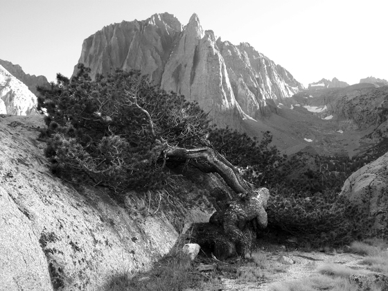Inyo National Forest
