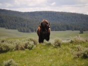 Yellowstone National Park